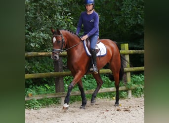 Hannoveraan, Merrie, 9 Jaar, 164 cm, Bruin