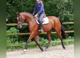 Hannoveraan, Merrie, 9 Jaar, 164 cm, Bruin