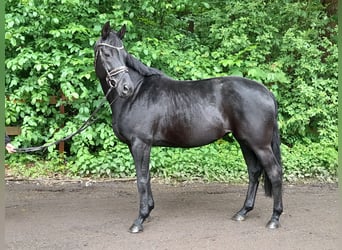 Hannoveraan, Merrie, 9 Jaar, 164 cm, Zwart
