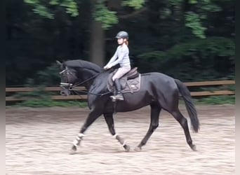Hannoveraan, Merrie, 9 Jaar, 164 cm, Zwart