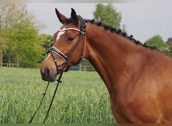 Hannoveraan, Merrie, 9 Jaar, 166 cm, Bruin