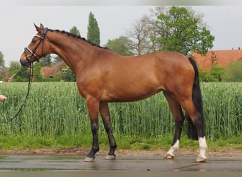 Hannoveraan, Merrie, 9 Jaar, 166 cm, Bruin