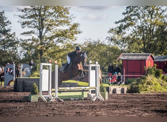 Hannoveraan, Merrie, 9 Jaar, 167 cm, Bruin