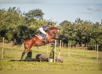 Hannoveraan, Merrie, 9 Jaar, 167 cm, Bruin