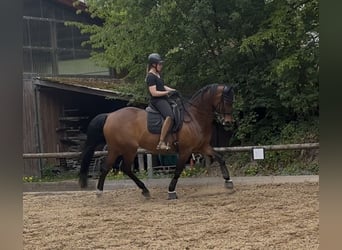 Hannoveraan, Merrie, 9 Jaar, 167 cm, Bruin