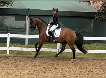 Hannoveraan, Merrie, 9 Jaar, 167 cm, Bruin