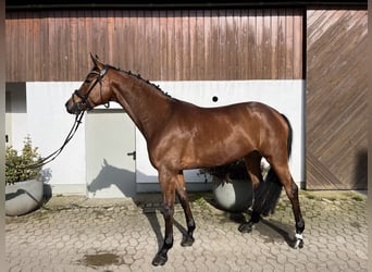 Hannoveraan, Merrie, 9 Jaar, 167 cm, Bruin