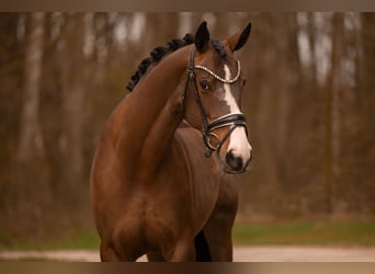 Hannoveraan, Merrie, 9 Jaar, 167 cm, Donkerbruin