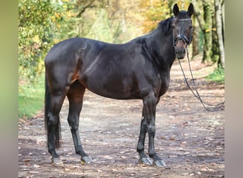 Hannoveraan, Merrie, 9 Jaar, 167 cm, Donkerbruin
