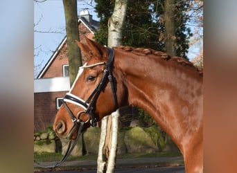 Hannoveraan, Merrie, 9 Jaar, 167 cm, Vos