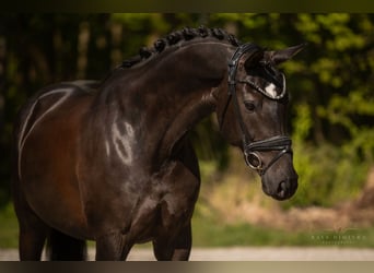 Hannoveraan, Merrie, 9 Jaar, 167 cm, Zwartbruin