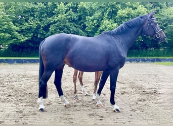 Hannoveraan, Merrie, 9 Jaar, 167 cm, Zwartbruin