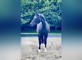 Hannoveraan, Merrie, 9 Jaar, 167 cm, Zwartbruin