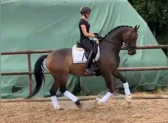 Hannoveraan, Merrie, 9 Jaar, 168 cm, Donkerbruin