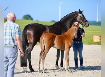 Hannoveraan, Merrie, 9 Jaar, 168 cm, Donkerbruin