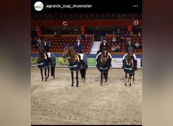 Hannoveraan, Merrie, 9 Jaar, 168 cm, Donkerbruin