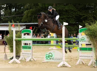 Hannoveraan, Merrie, 9 Jaar, 168 cm, Donkerbruin