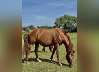 Hannoveraan, Merrie, 9 Jaar, 168 cm, Donkere-vos