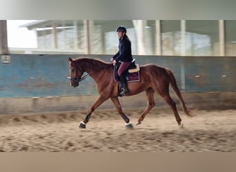 Hannoveraan, Merrie, 9 Jaar, 168 cm, Vos