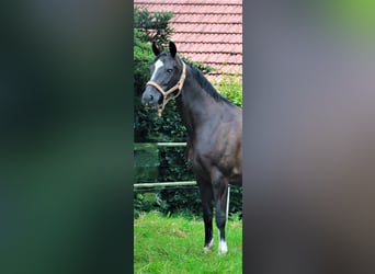 Hannoveraan, Merrie, 9 Jaar, 168 cm, Zwart