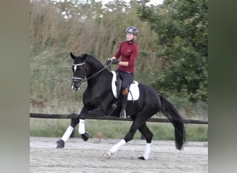 Hannoveraan, Merrie, 9 Jaar, 168 cm, Zwart