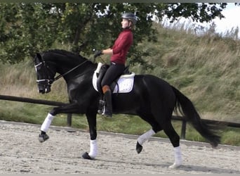 Hannoveraan, Merrie, 9 Jaar, 168 cm, Zwart