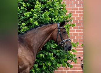 Hannoveraan, Merrie, 9 Jaar, 169 cm, Bruin