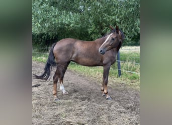 Hannoveraan, Merrie, 9 Jaar, 169 cm, Donkere-vos