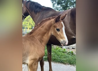 Hannoveraan, Merrie, 9 Jaar, 169 cm, Donkere-vos