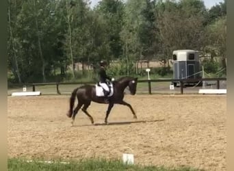 Hannoveraan, Merrie, 9 Jaar, 169 cm, Donkere-vos