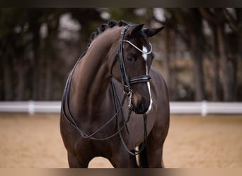 Hannoveraan, Merrie, 9 Jaar, 169 cm, Zwartbruin