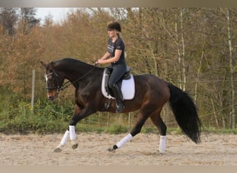 Hannoveraan, Merrie, 9 Jaar, 170 cm, Bruin