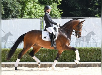Hannoveraan, Merrie, 9 Jaar, 170 cm, Donkerbruin