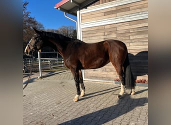 Hannoveraan, Merrie, 9 Jaar, 170 cm, Donkerbruin