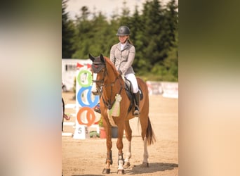 Hannoveraan, Merrie, 9 Jaar, 170 cm, Vos