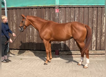 Hannoveraan, Merrie, 9 Jaar, 170 cm, Vos