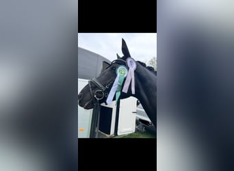 Hannoveraan, Merrie, 9 Jaar, 170 cm, Zwart