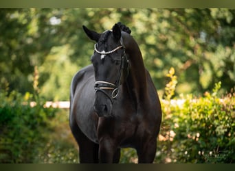 Hannoveraan, Merrie, 9 Jaar, 170 cm, Zwart