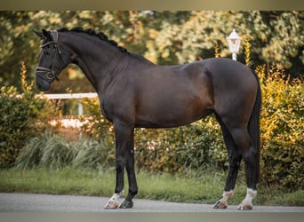 Hannoveraan, Merrie, 9 Jaar, 170 cm, Zwart