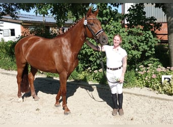 Hannoveraan, Merrie, 9 Jaar, 171 cm, Donkere-vos