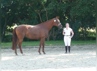 Hannoveraan, Merrie, 9 Jaar, 171 cm, Donkere-vos