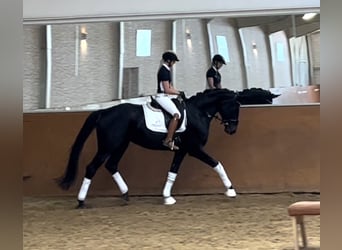 Hannoveraan, Merrie, 9 Jaar, 171 cm, Zwartbruin