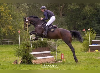 Hannoveraan, Merrie, 9 Jaar, 172 cm, Bruin