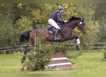 Hannoveraan, Merrie, 9 Jaar, 172 cm, Bruin