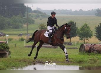 Hannoveraan, Merrie, 9 Jaar, 172 cm, Bruin