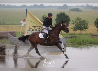 Hannoveraan, Merrie, 9 Jaar, 172 cm, Bruin