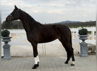 Hannoveraan, Merrie, 9 Jaar, 173 cm, Donkerbruin