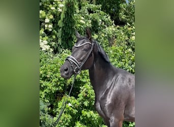 Hannoveraan, Merrie, 9 Jaar, 173 cm, Zwart