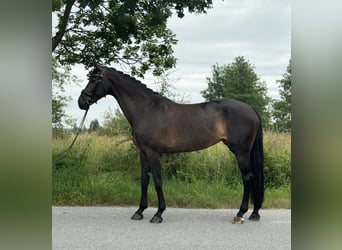 Hannoveraan, Merrie, 9 Jaar, 173 cm, Zwartbruin