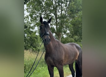 Hannoveraan, Merrie, 9 Jaar, 173 cm, Zwartbruin